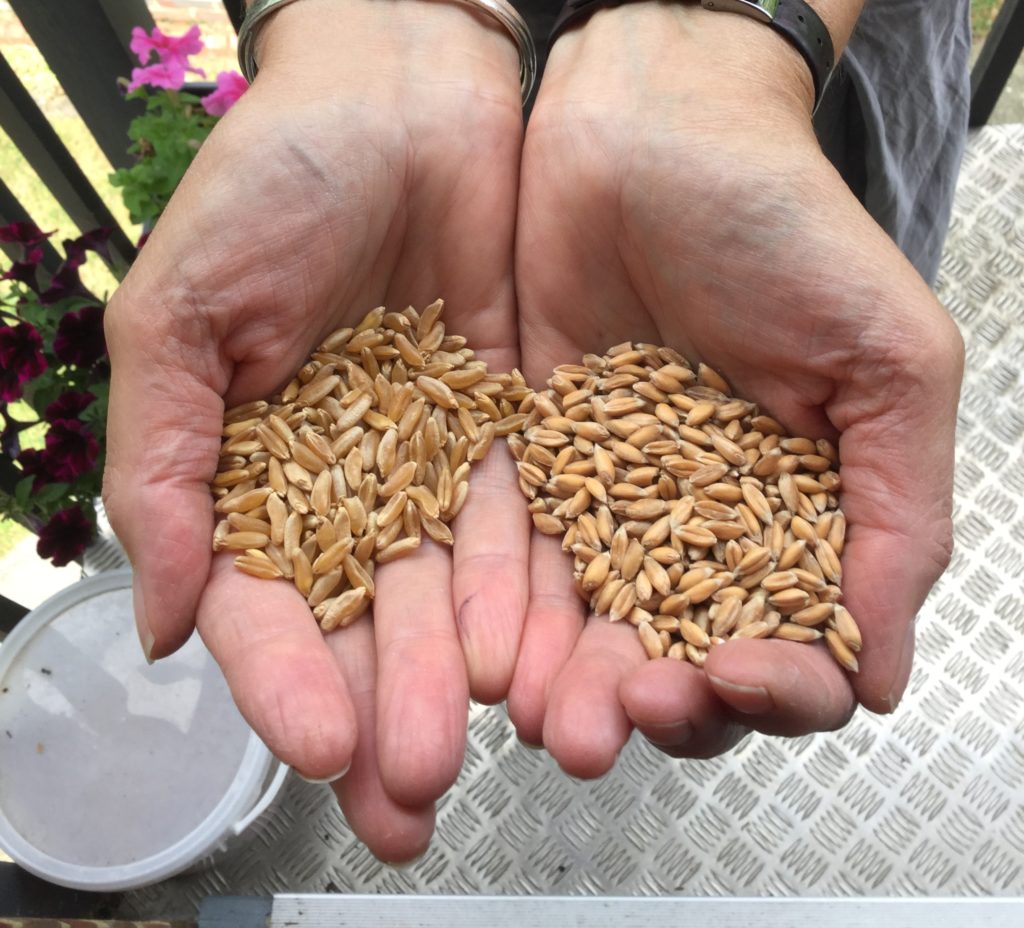 Kamut, left, and Spelt are both ancient grains that we still use today!