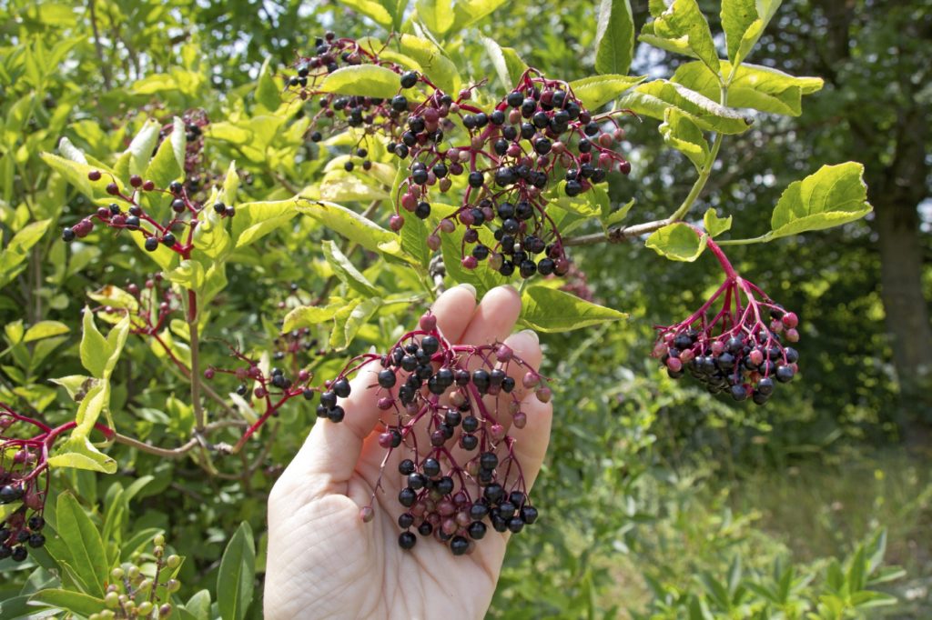 Wild Elderberries (Credit: Gardening Know How)